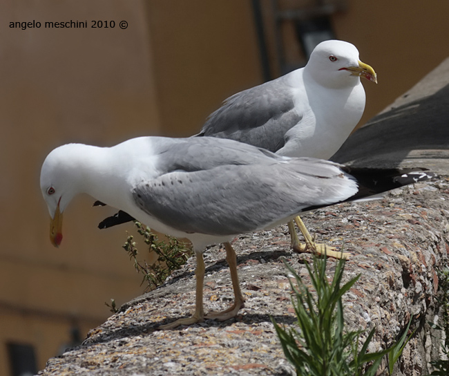 Gabbiani reali mediterranei